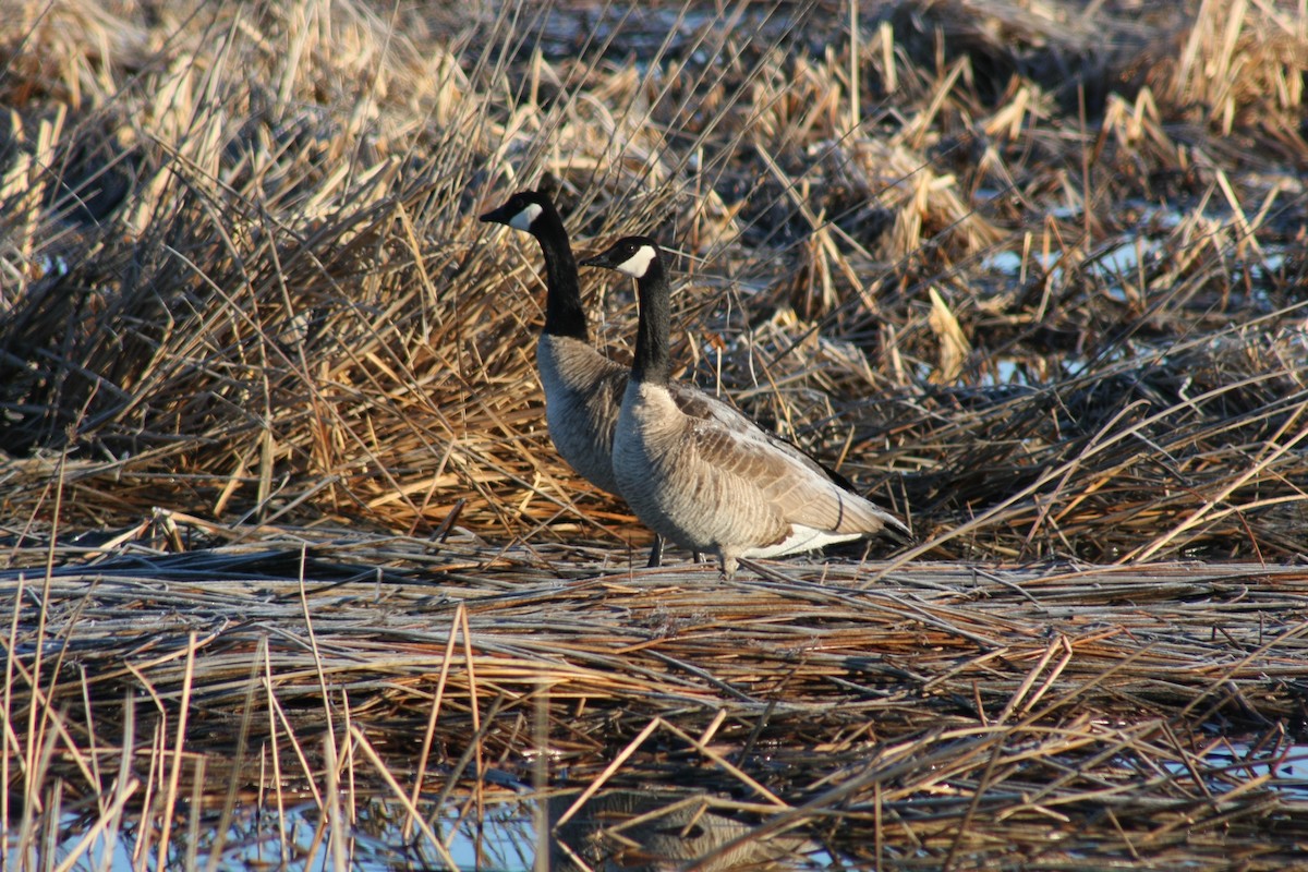 Kanadako branta - ML430011971