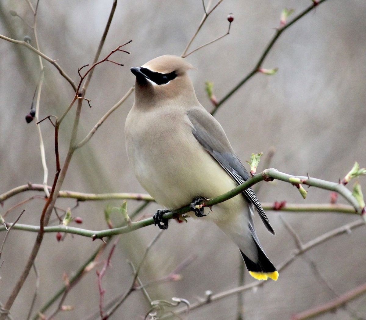 Cedar Waxwing - Emma Rosen