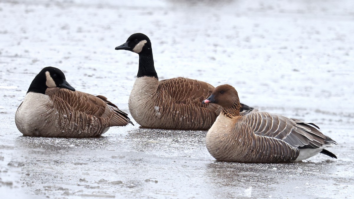 Pink-footed Goose - ML430014861