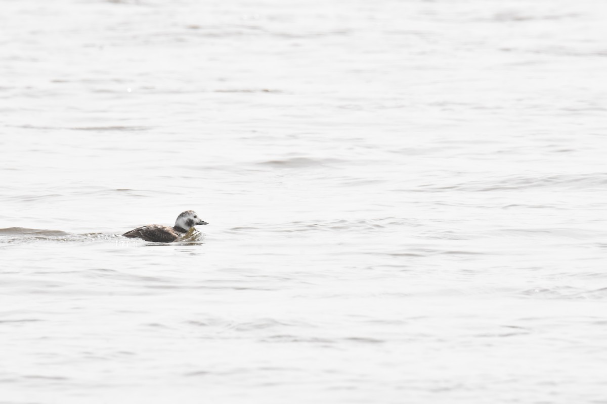 Long-tailed Duck - ML430017641
