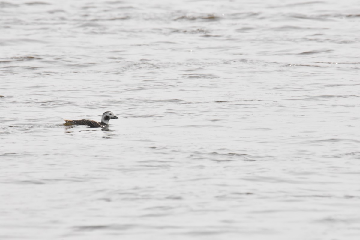 Long-tailed Duck - ML430017671