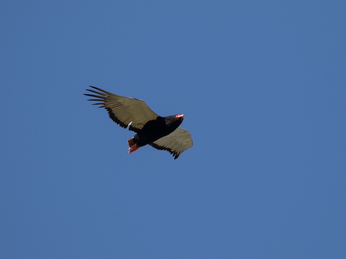 Águila Volatinera - ML430017701