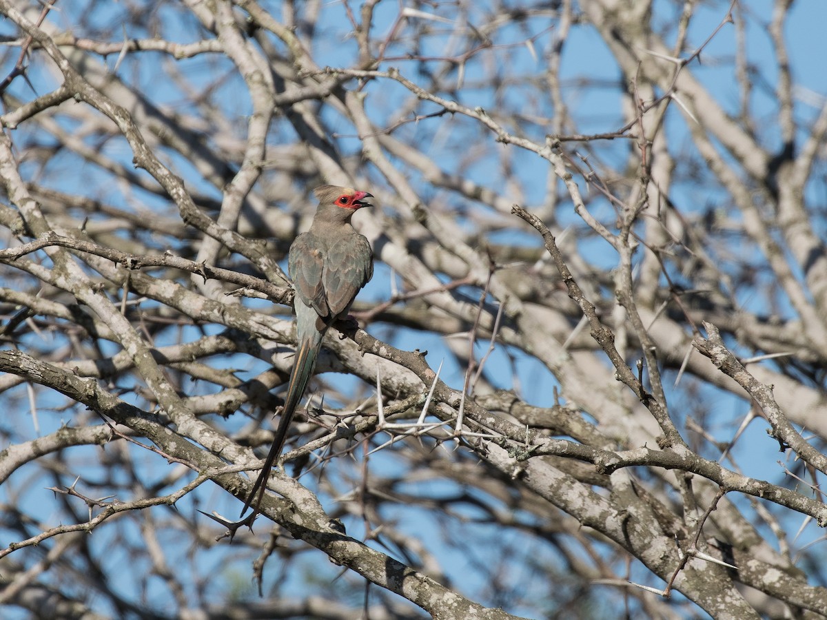 Red-faced Mousebird - matthew sabatine