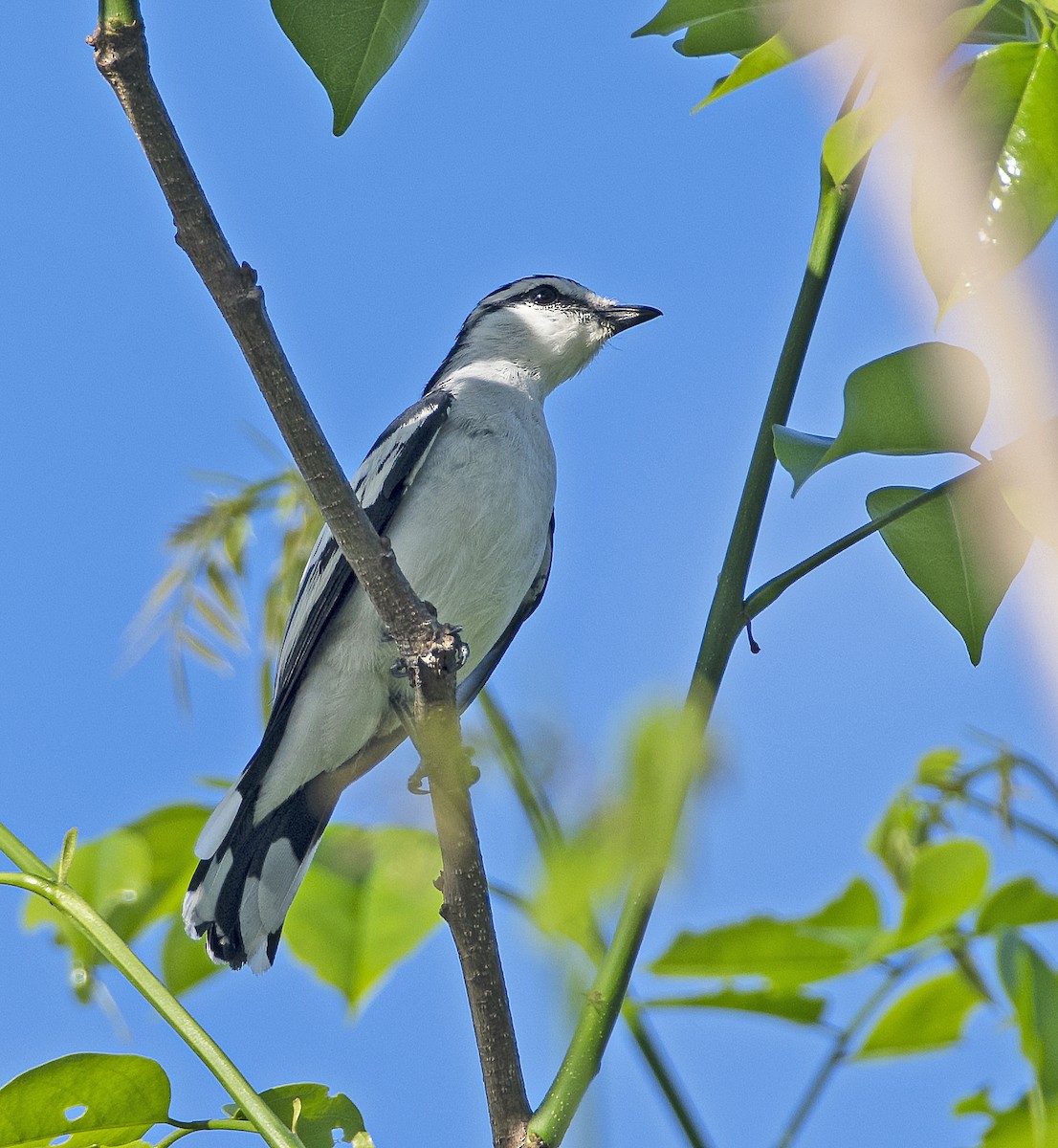 Pied Triller - ML430019491