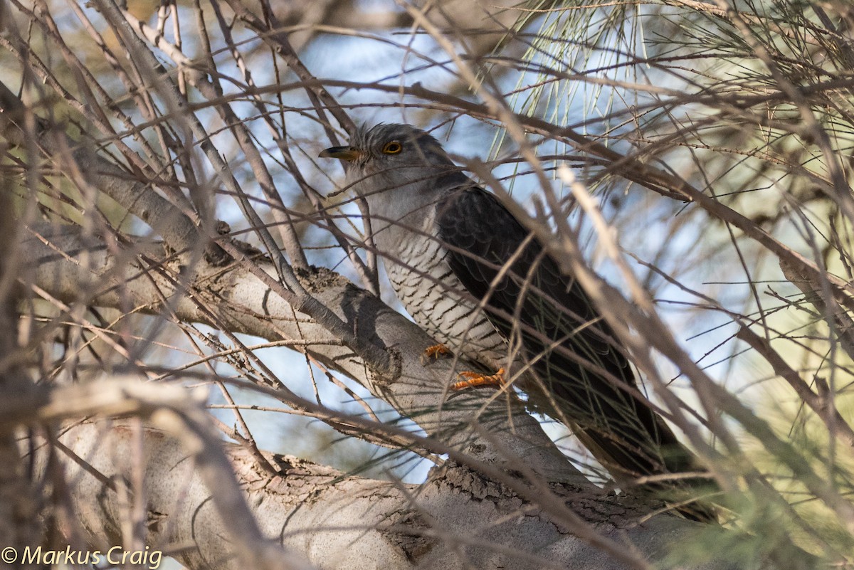 Common Cuckoo - ML43001961