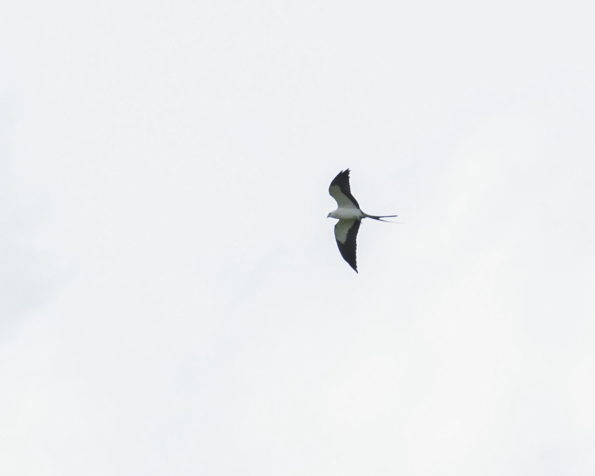 Swallow-tailed Kite - ML430020321
