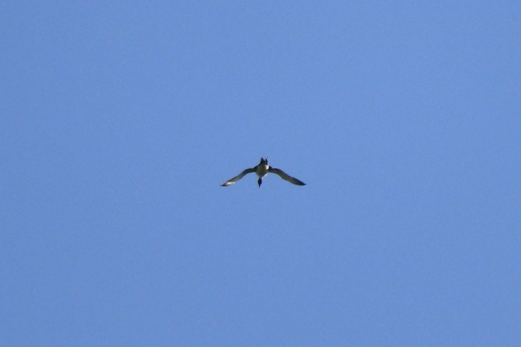 Plongeon huard - ML430020511