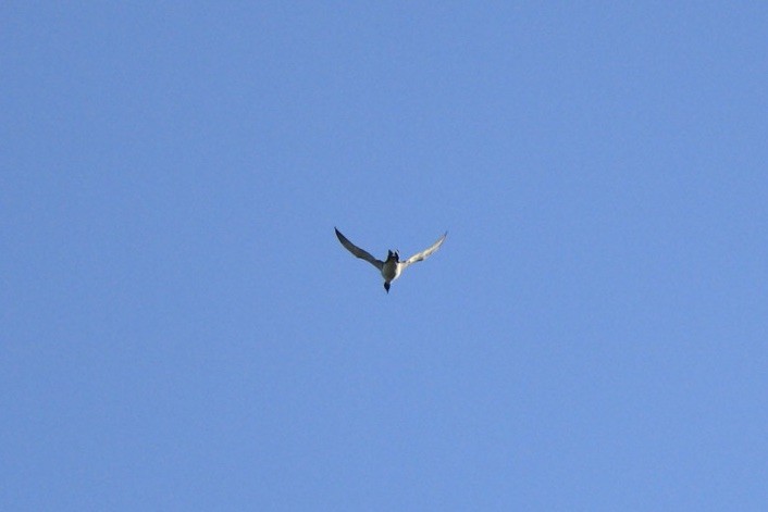 Common Loon - ML430020531