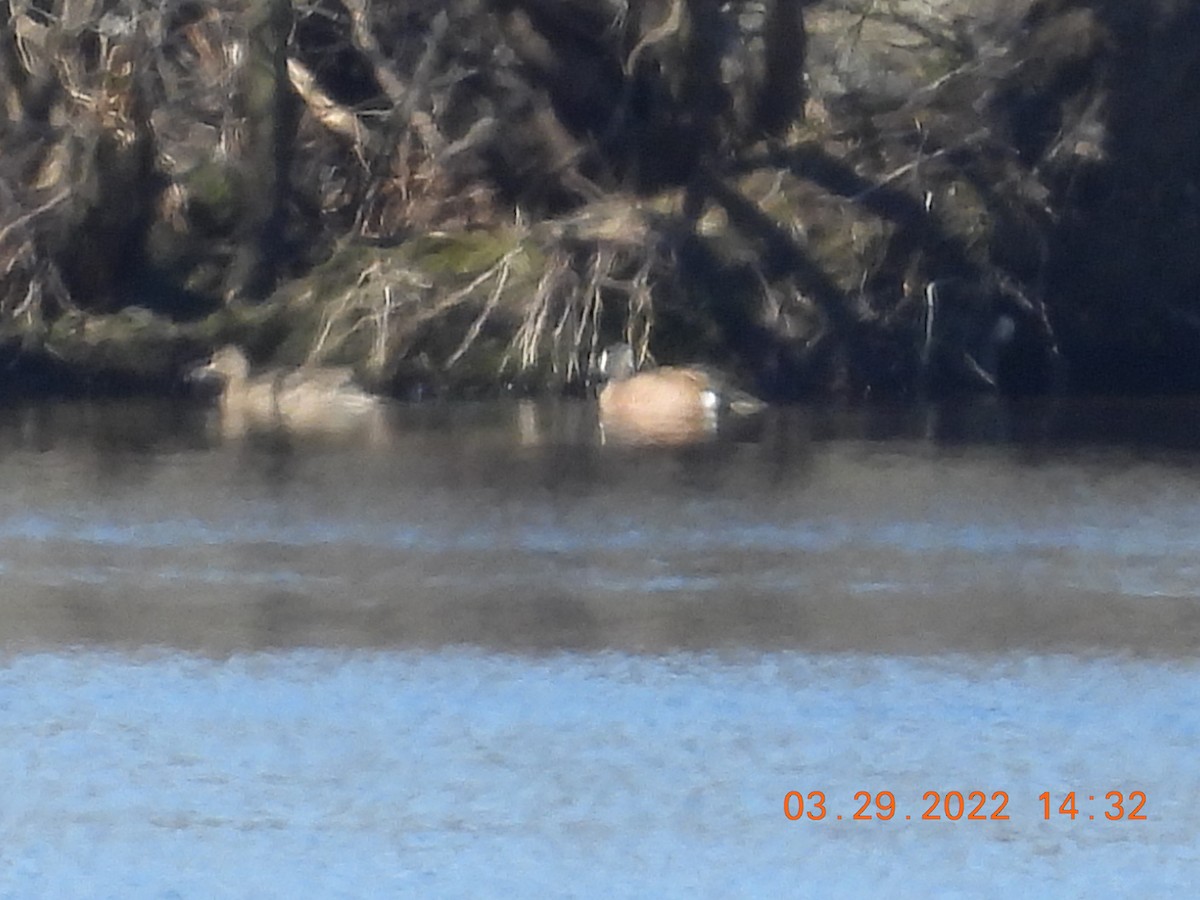 Blue-winged Teal - Jeff Fengler