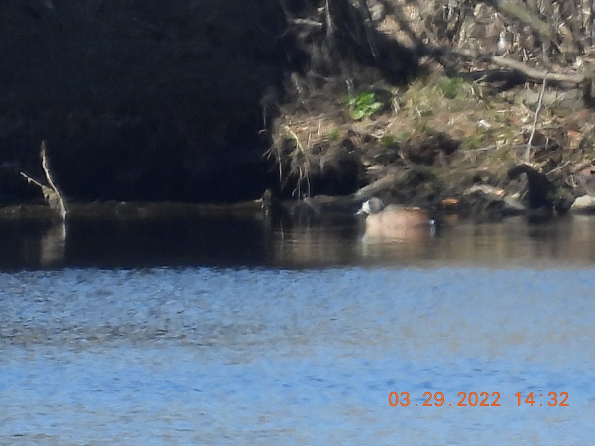 Blue-winged Teal - ML430021521