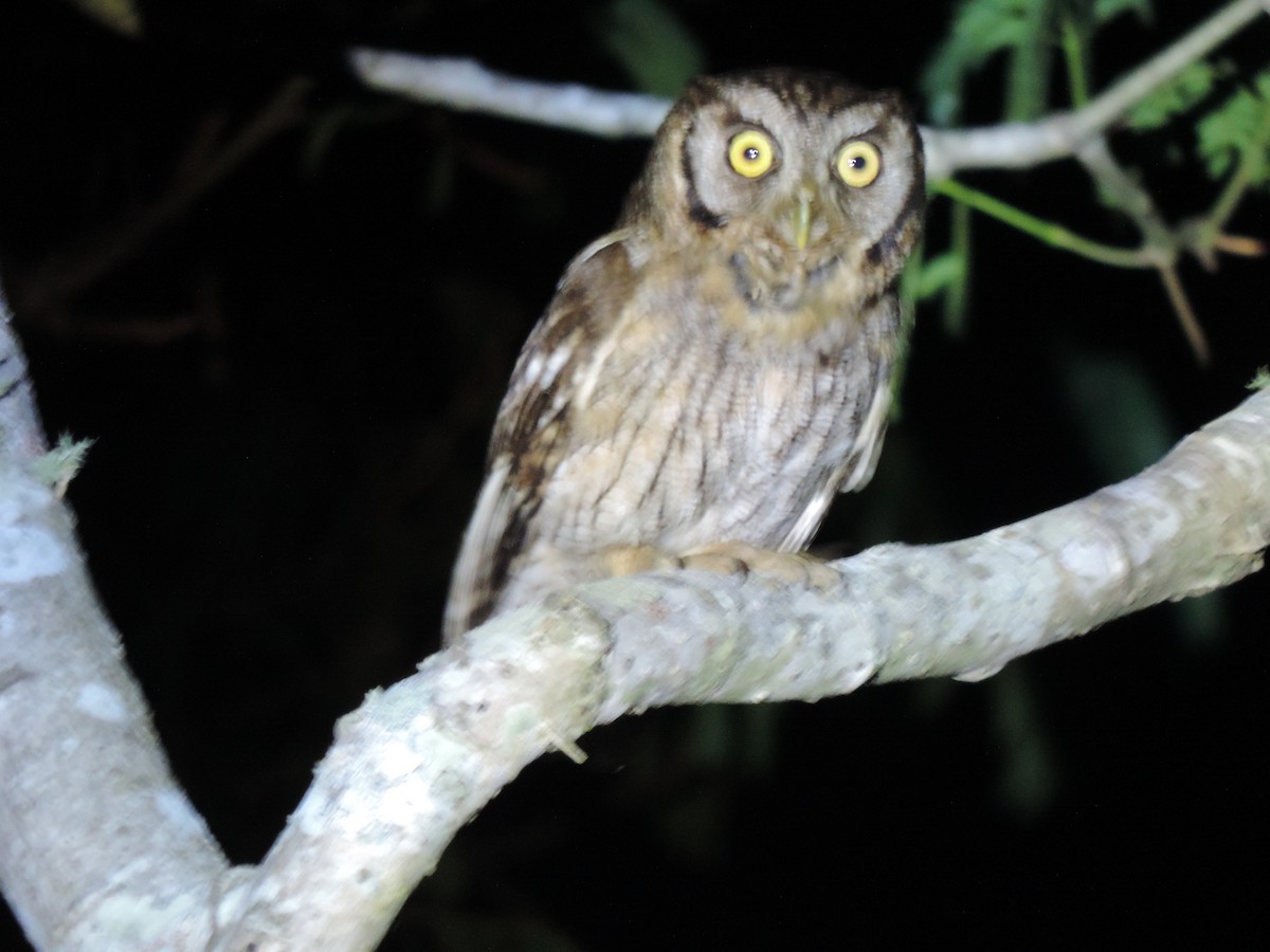 Tropical Screech-Owl - dario wendeler