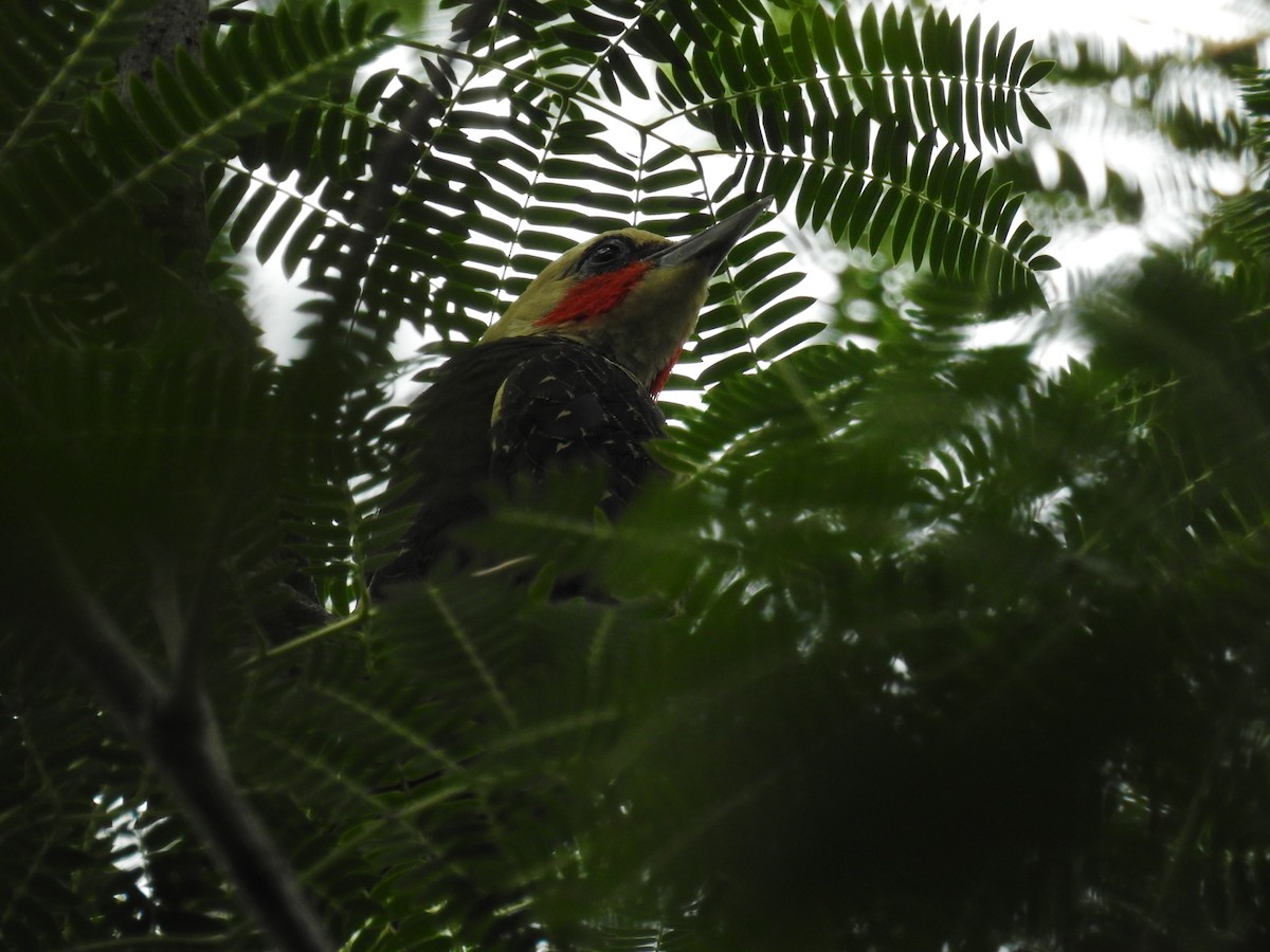 Pale-crested Woodpecker - dario wendeler