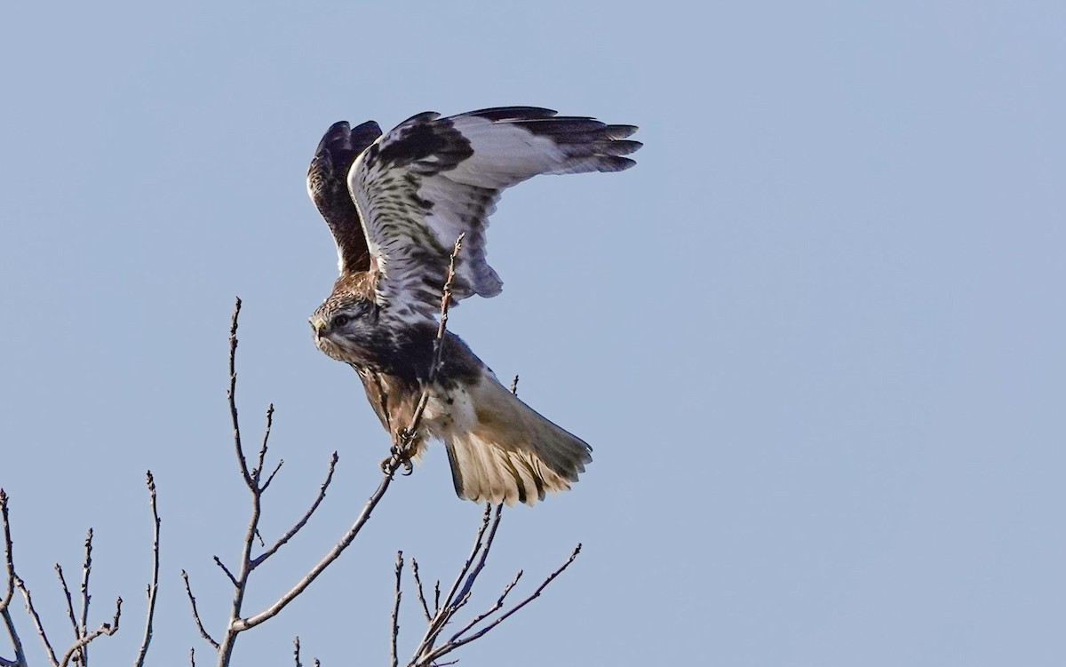 Rough-legged Hawk - Gale VerHague