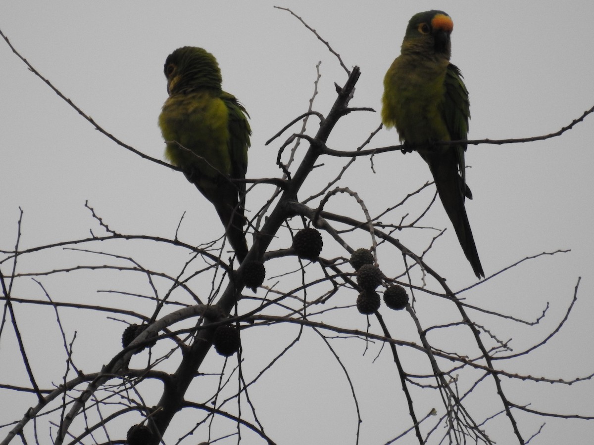 Peach-fronted Parakeet - ML430022791