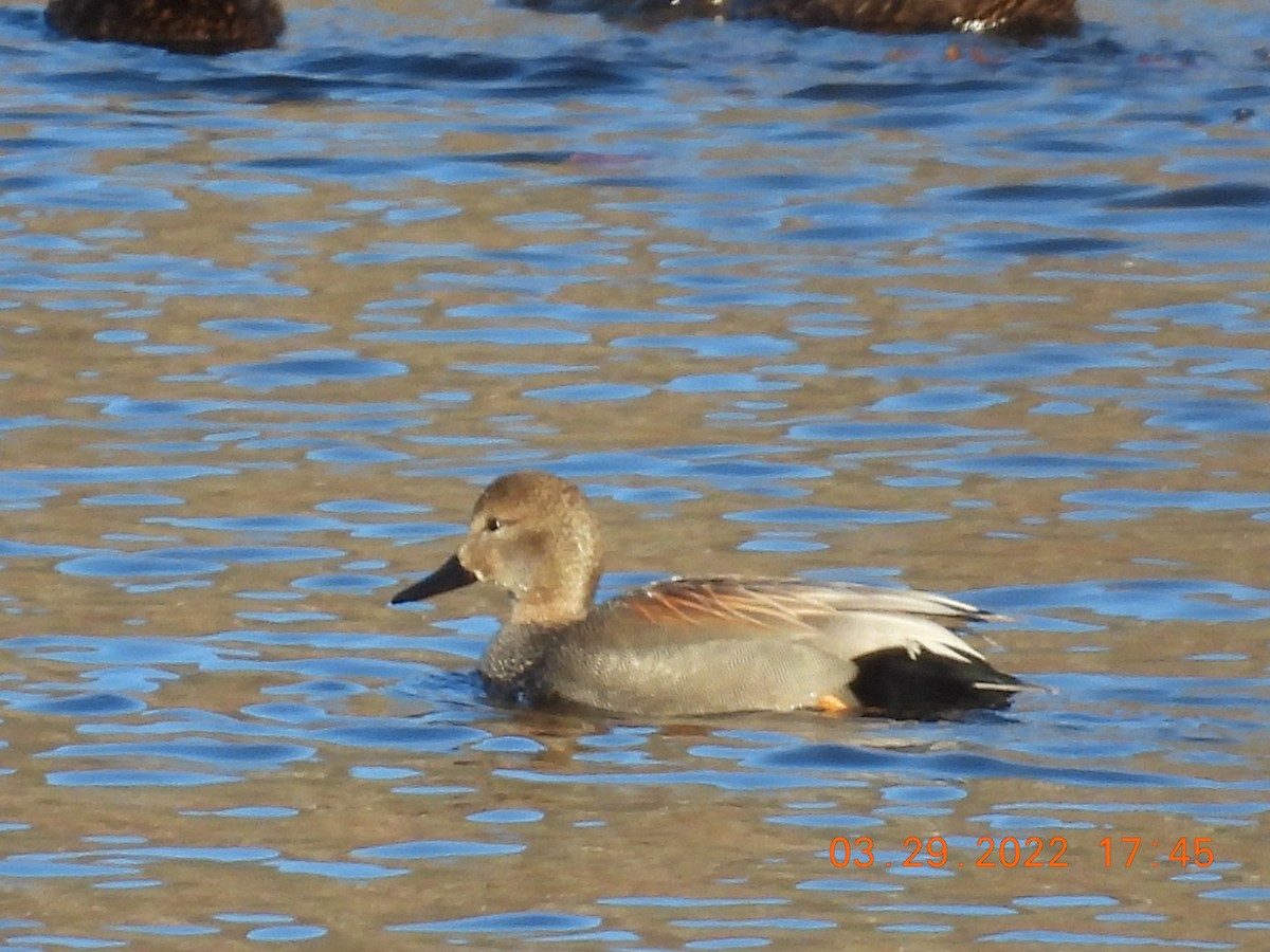 Gadwall - ML430022971