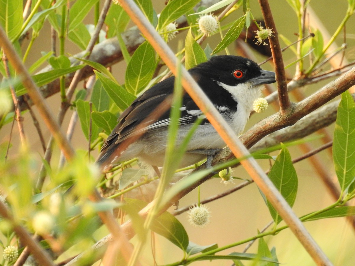 Great Antshrike - dario wendeler