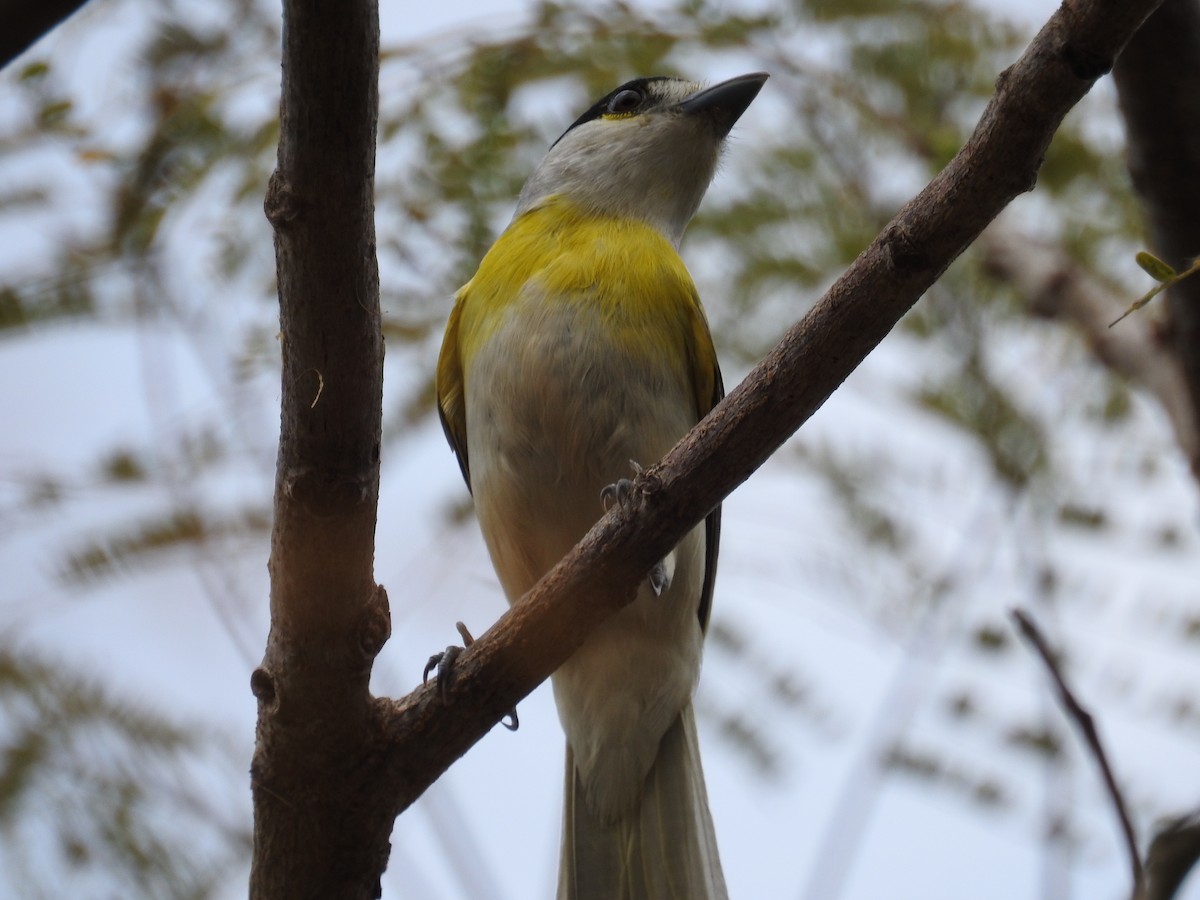 Green-backed Becard - dario wendeler