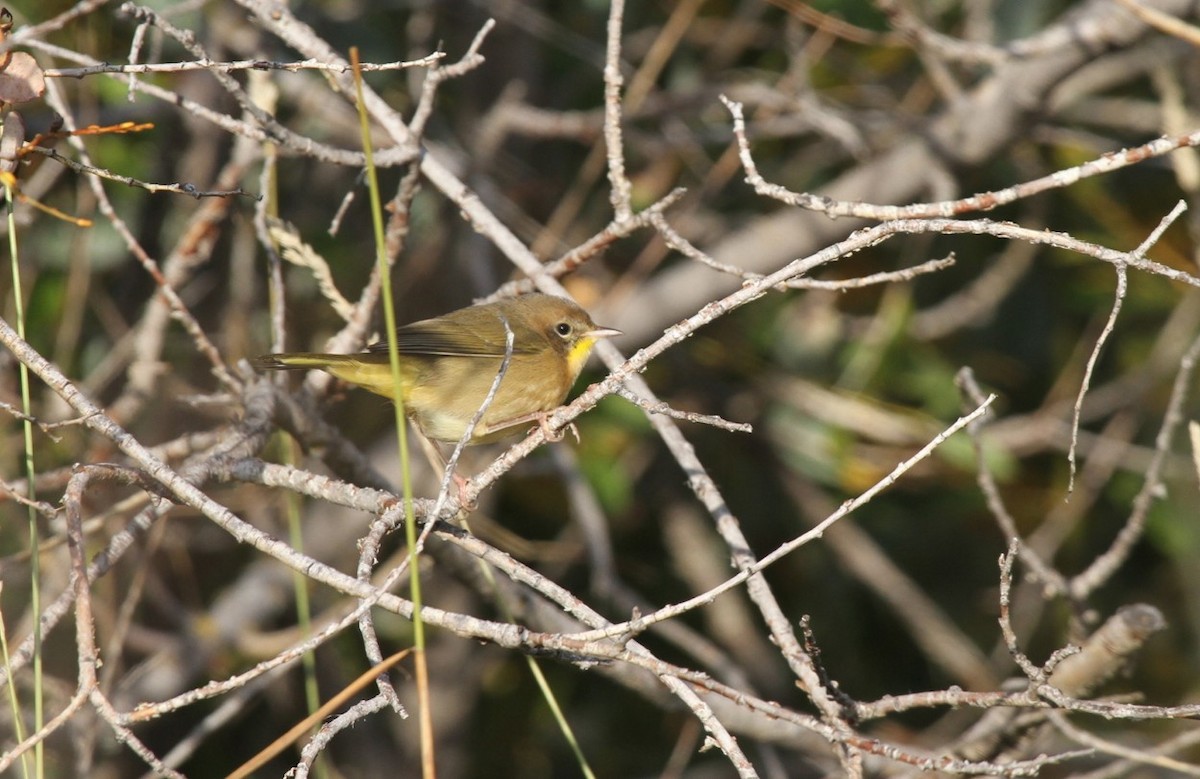 Common Yellowthroat - ML430024151