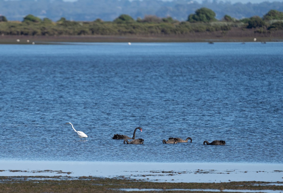 Black Swan - ML430024451