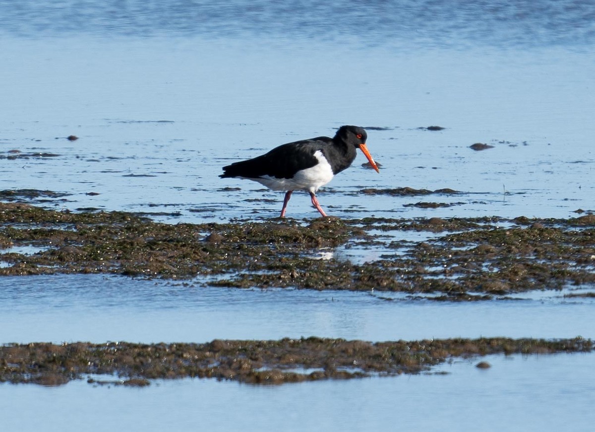 Pied Oystercatcher - ML430024511