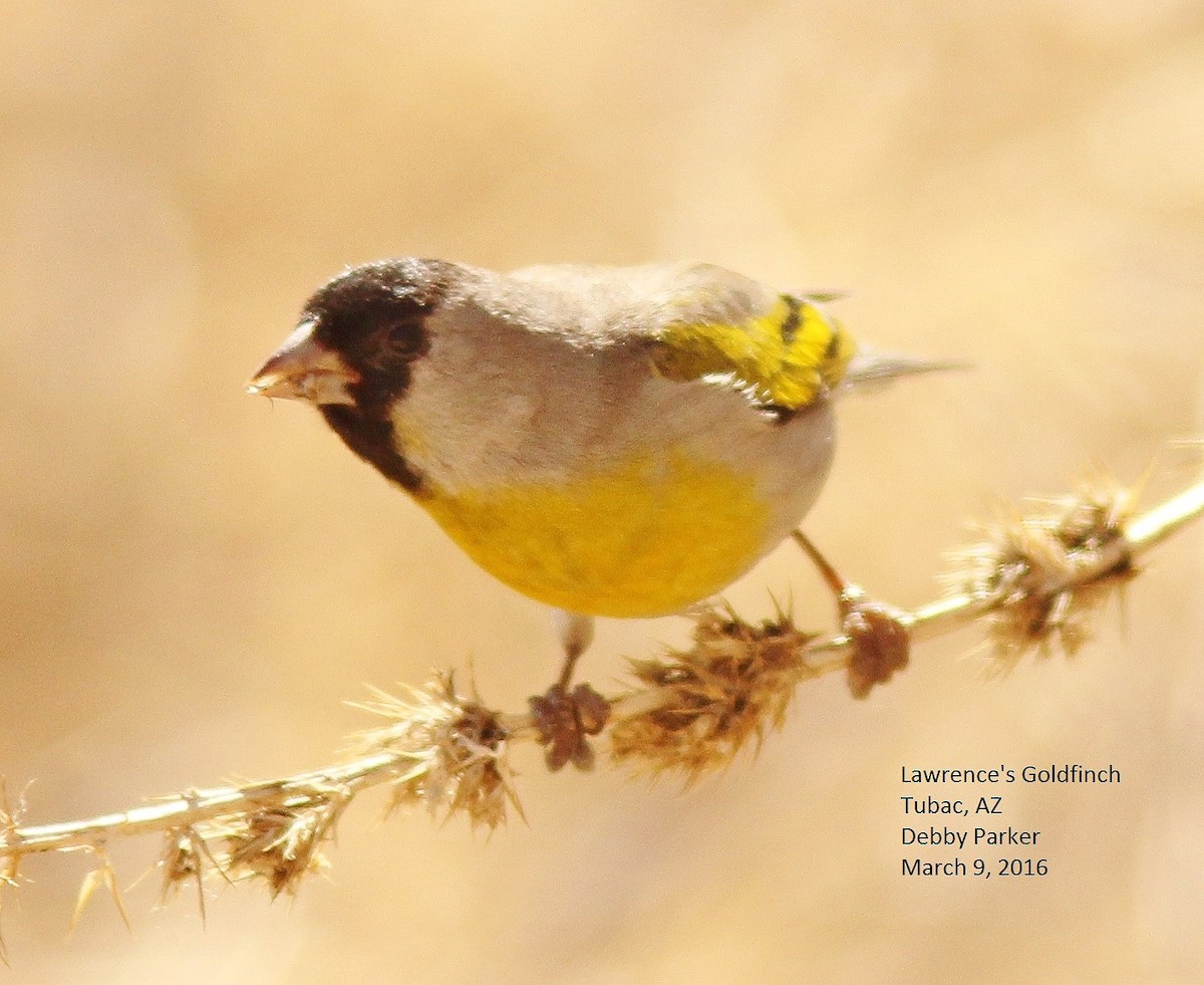 Lawrence's Goldfinch - ML430025021