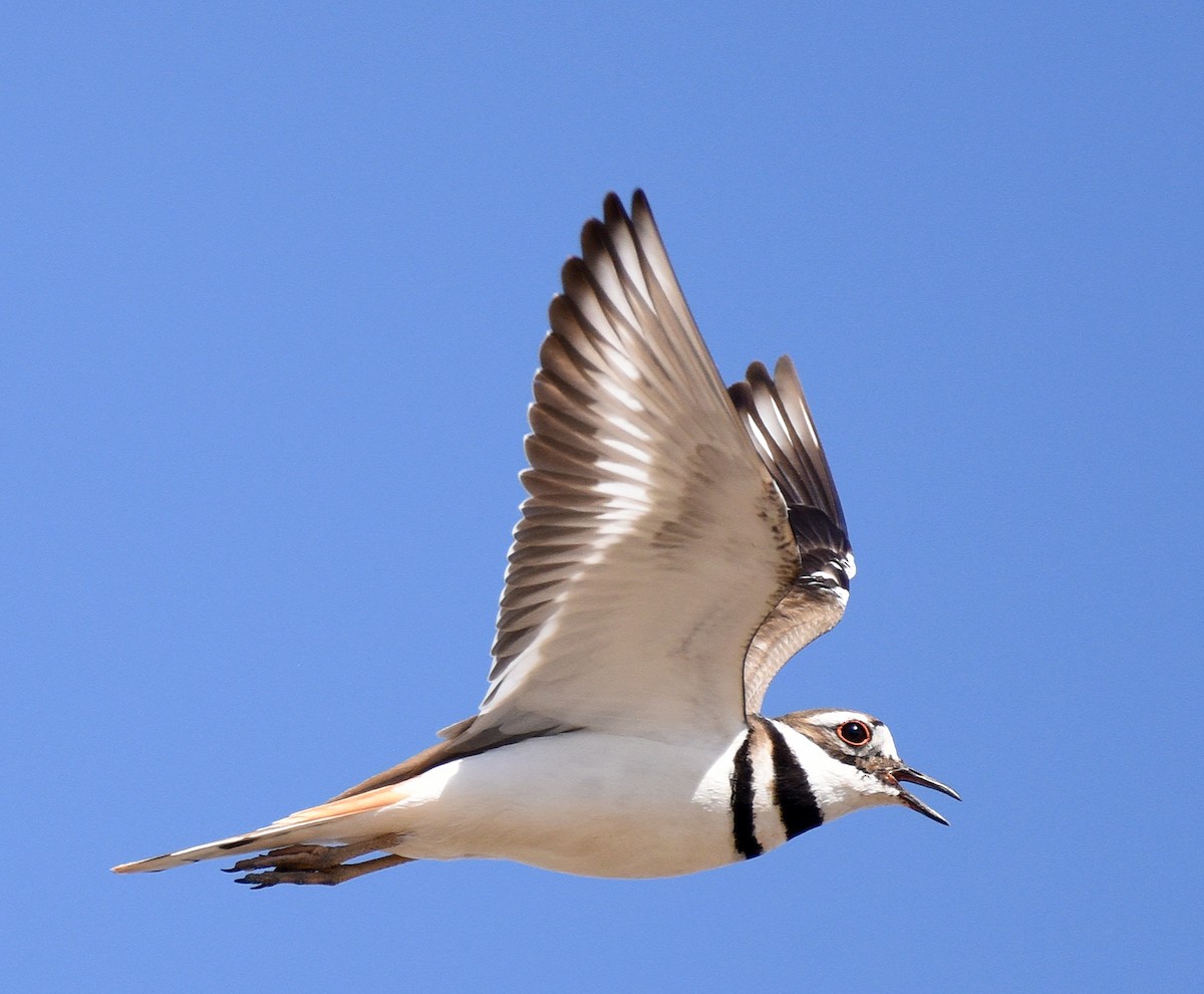 Killdeer - ML430026011