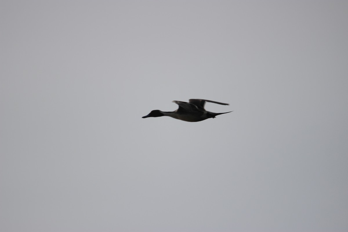 Northern Pintail - Eli Pettis