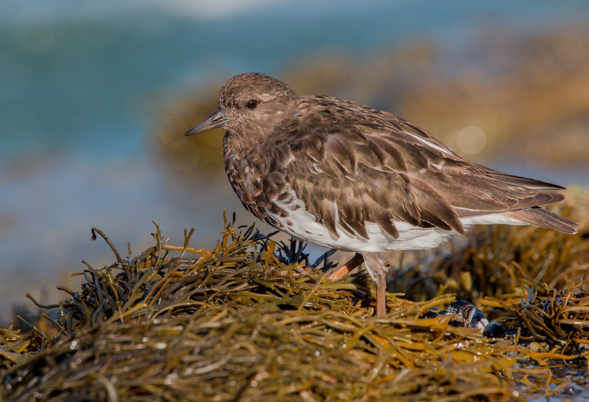 Black Turnstone - ML430029921