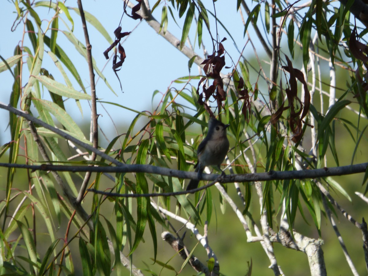 Tufted Titmouse - ML430031681