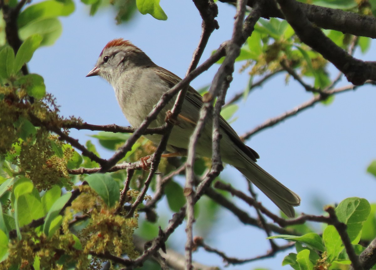 Chipping Sparrow - ML430032121