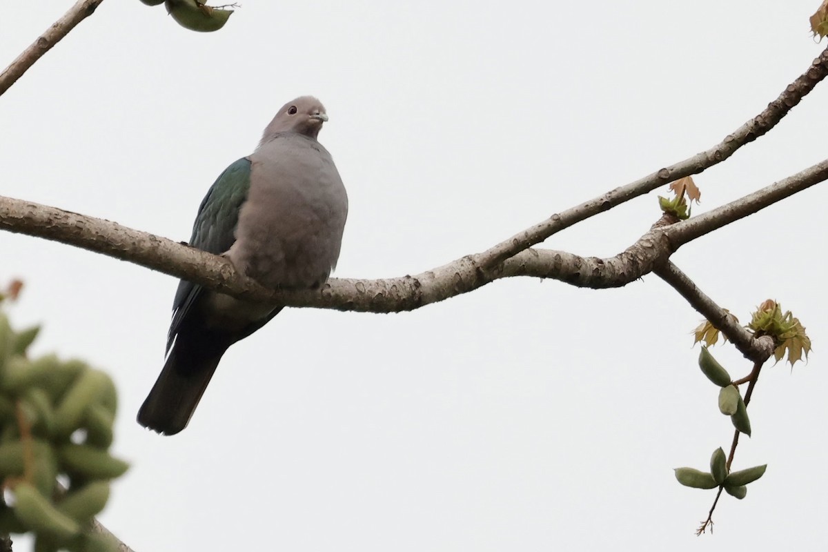Green Imperial-Pigeon - Neeraja V