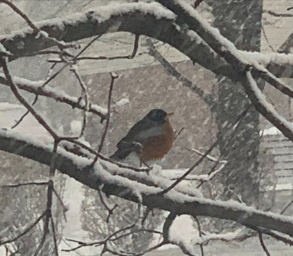 American Robin - ML430032381