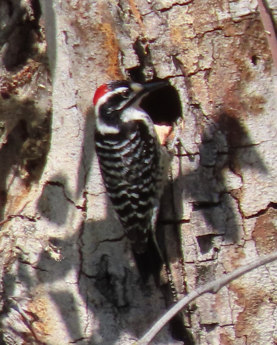 Nuttall's Woodpecker - ML430032621