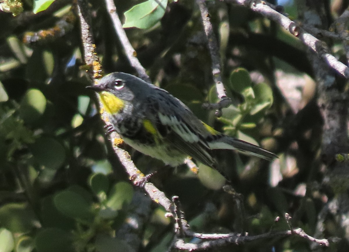 Yellow-rumped Warbler - ML430032741