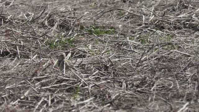 American Pipit - ML430032761