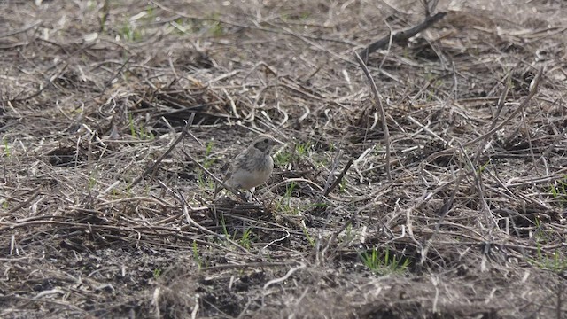 Lapland Longspur - ML430032971