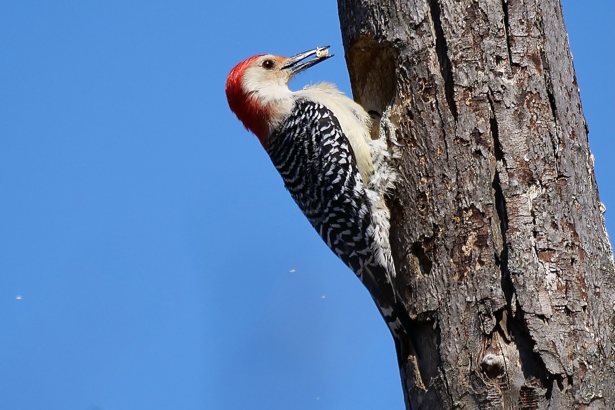 Red-bellied Woodpecker - Michele Carnerie