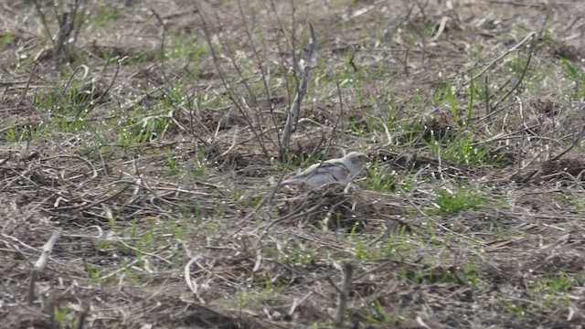 Snow Bunting - ML430033121