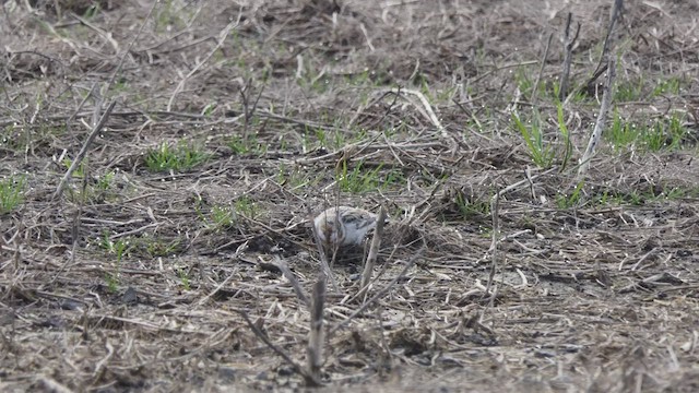 Snow Bunting - ML430033351