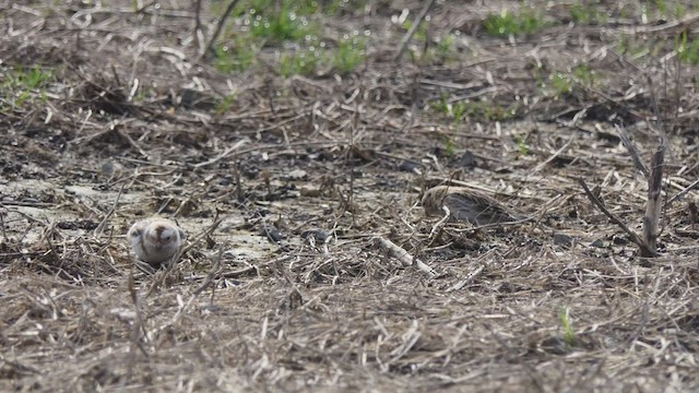 Snow Bunting - ML430033381