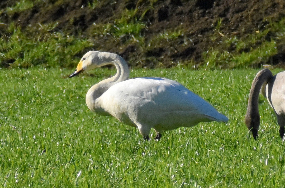 Whooper Swan - ML430033761