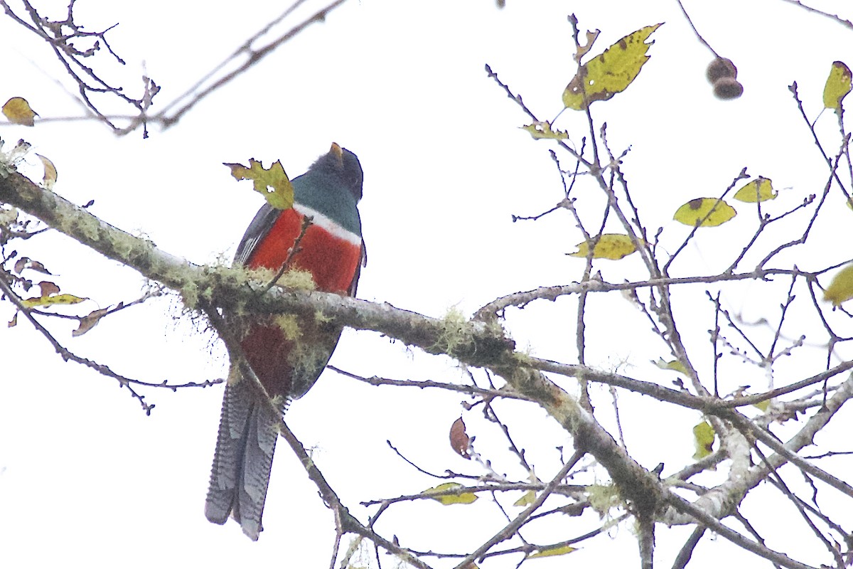 Collared Trogon (Orange-bellied) - ML430034491
