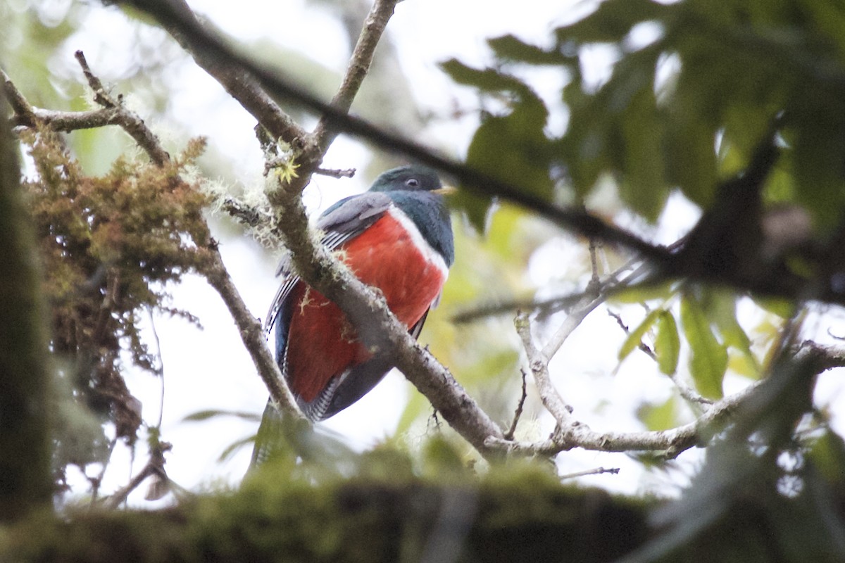Collared Trogon (Orange-bellied) - ML430034541