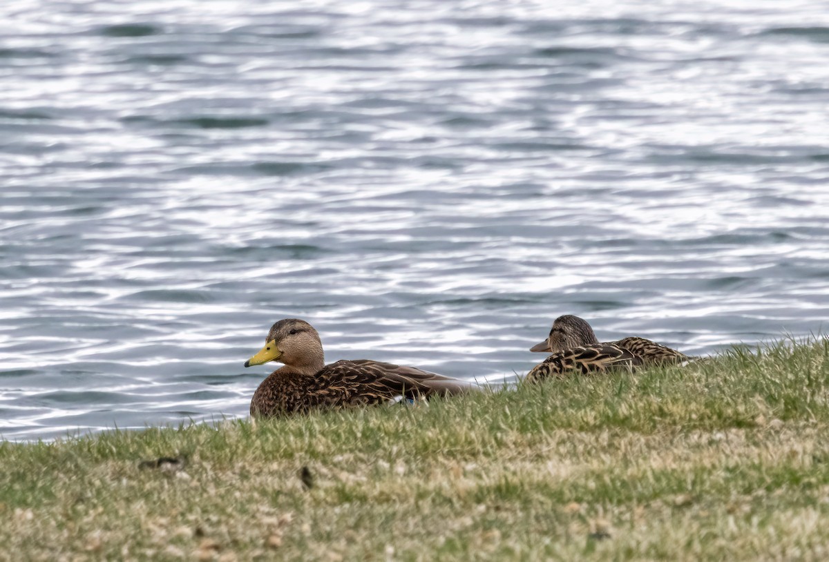 Mexican Duck - ML430035991