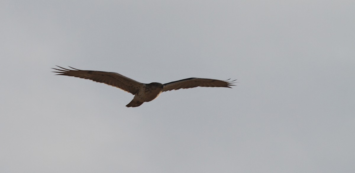 Ferruginous Hawk - Kendall Watkins