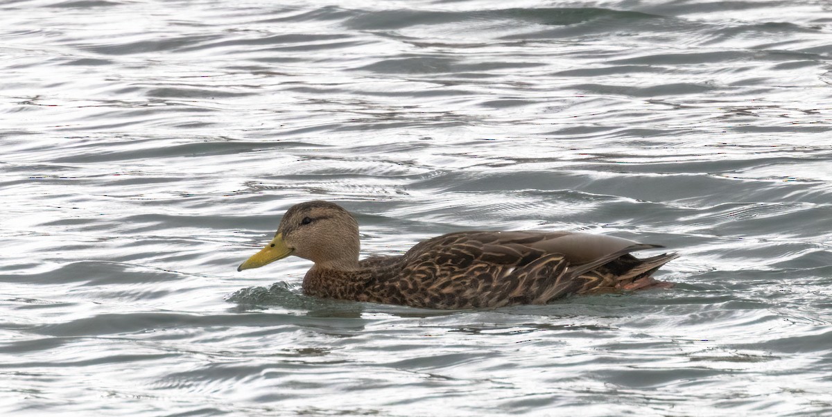 Mexican Duck - ML430038721