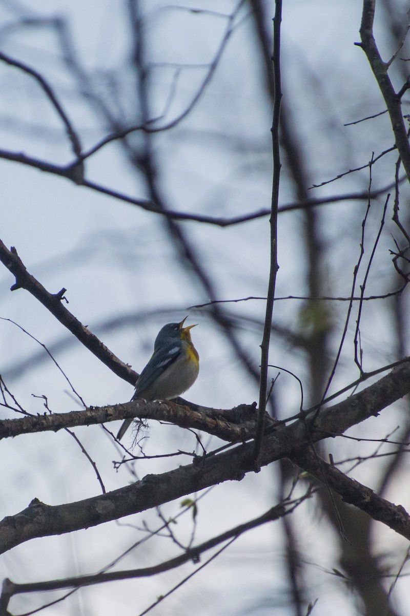 Northern Parula - ML430039091