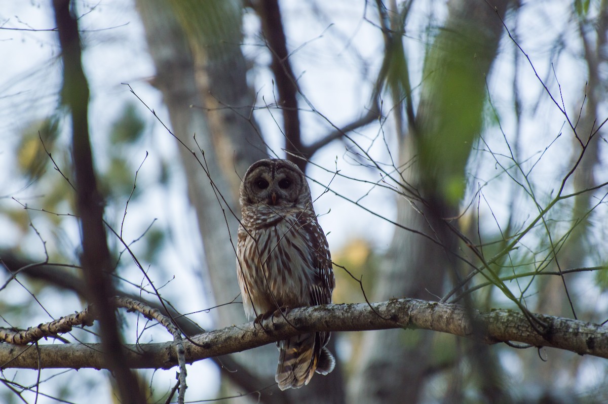 Barred Owl - ML430040121