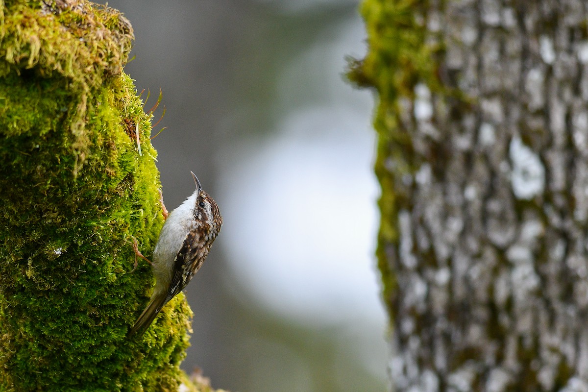 Brown Creeper - Thompson Hyggen