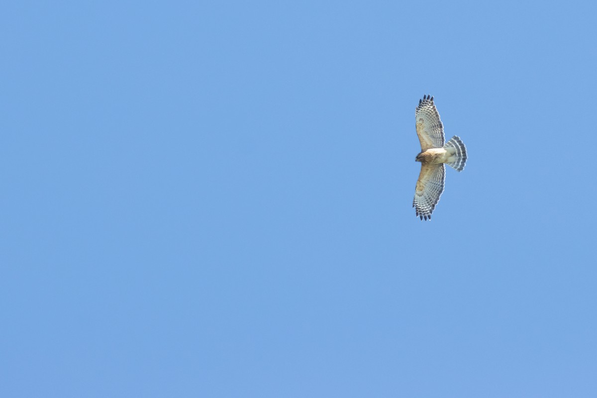 Red-shouldered Hawk - ML430040341